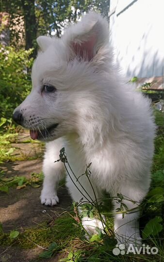 Щенки Белой швейцарской овчарки (бшо)