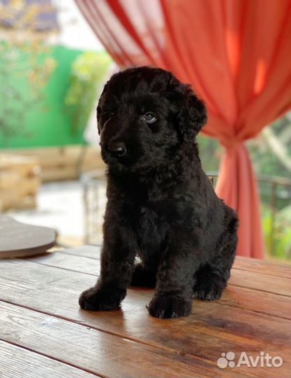 Питомник продает щенков Русского черного терьера