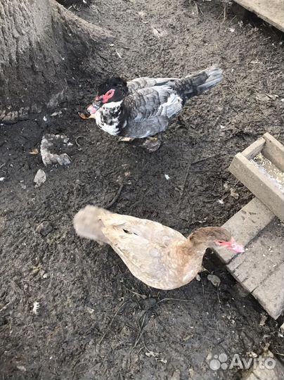 Мускусные утки немецкой линии