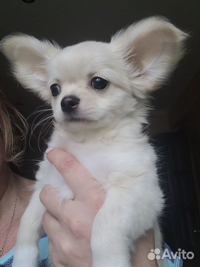 Чихуахуа породный малыш