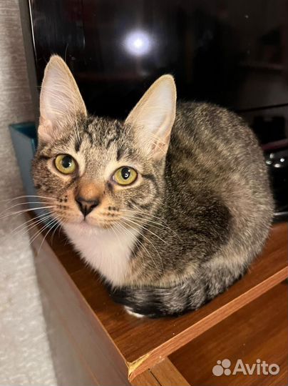 Котята ищут дом