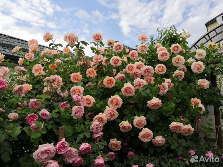 Саженцы розы Полька