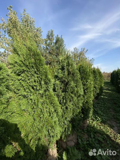 Саженцы Туи смарагд 220 см