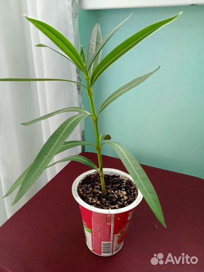 Олеандр махровый