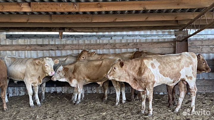 Продаются быки