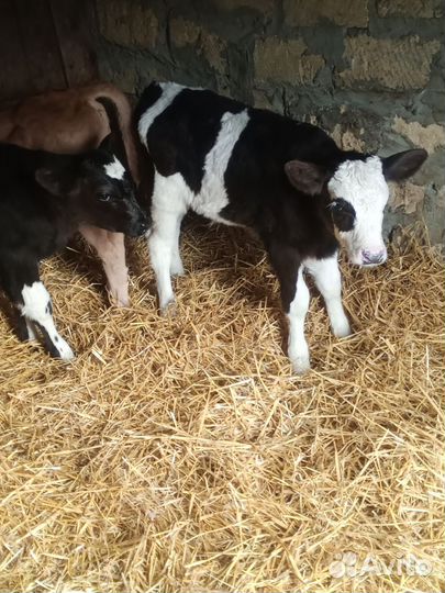 Бычки домашние