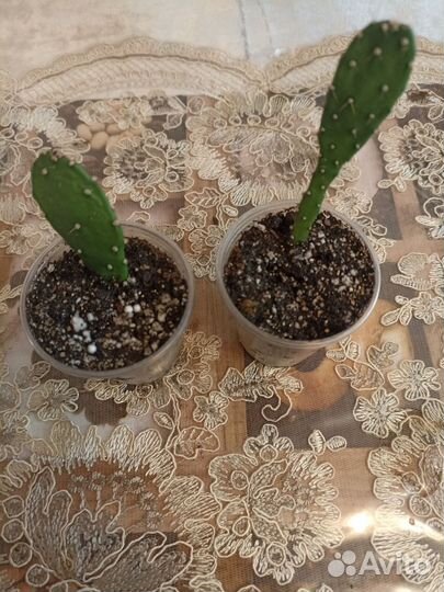 Кактус опунция