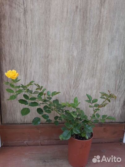 Саженцы розы Свани, Сахары, Бузины чёрной и Керрии