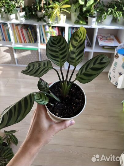 Комнатные растения маранта монстера хоя