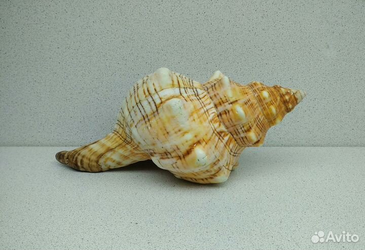 Плеуроплока Трапезиум 18,8 ракушка раковина