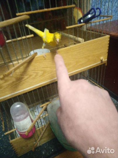 Кенаря певчие