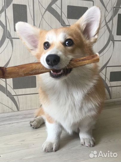 Бычий корень оптом. Ниже рынка