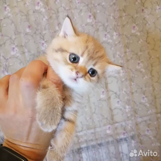 Британчики- шиншиллы