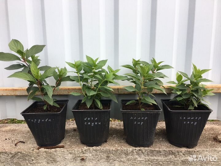 Гортензия метельчатая Литл Спуки