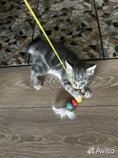 Котенок