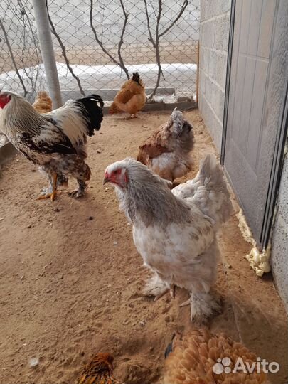 Цыплята Брама