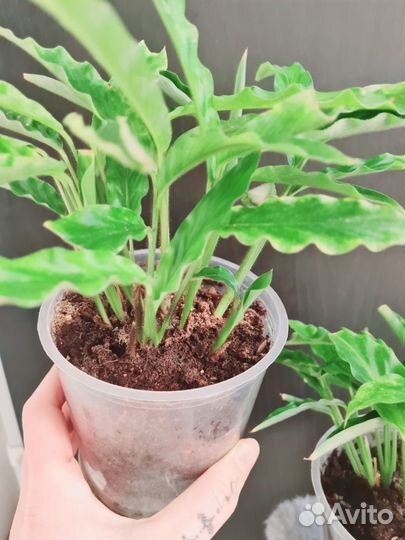 Калатея руфибарба