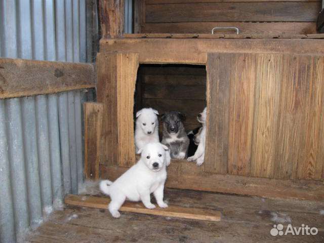 Лайки и другие породы