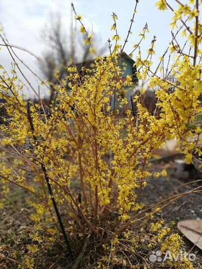 Саженцы плодово ягодных и декоративных культур