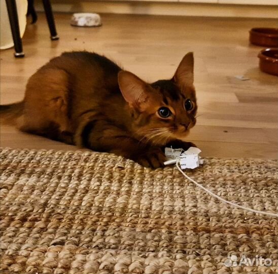 Мальчик Сомали 8 мес