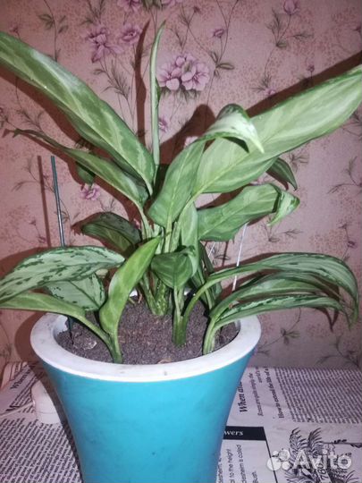 Комнатные растения