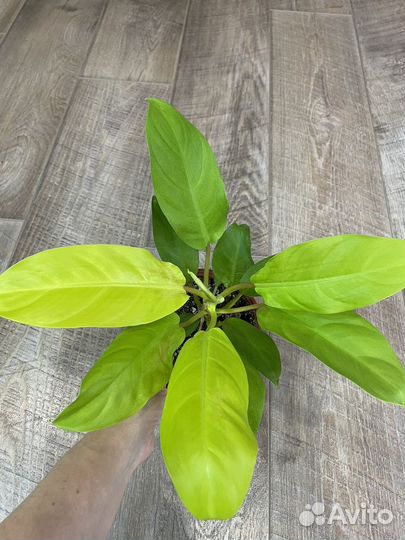 Филодендрон