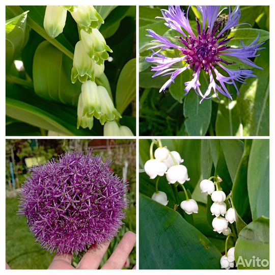 Ромашки (пиретрум), пролески и др