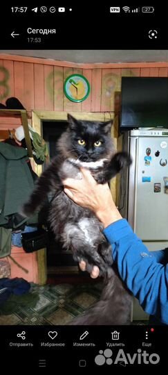 Котята мальчики