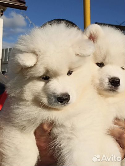 Щенки самоеда