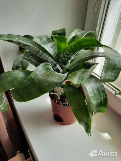 Комнатные цветы