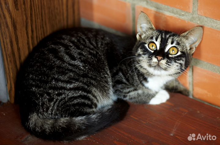 Девочка Лея ищет маму