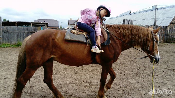 Летний конный лагерь с катанием на лошадях