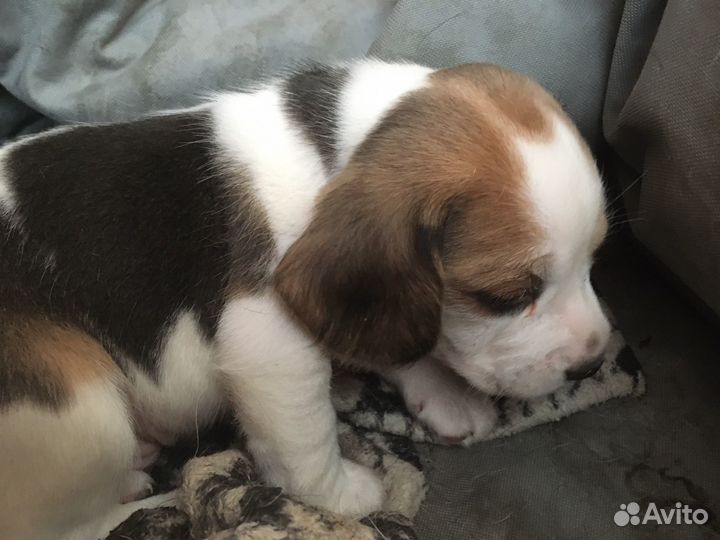 Щенки бигль