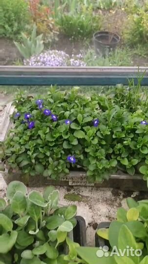 Рассада лобелии