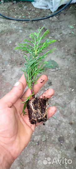 Черенки туи смарагд