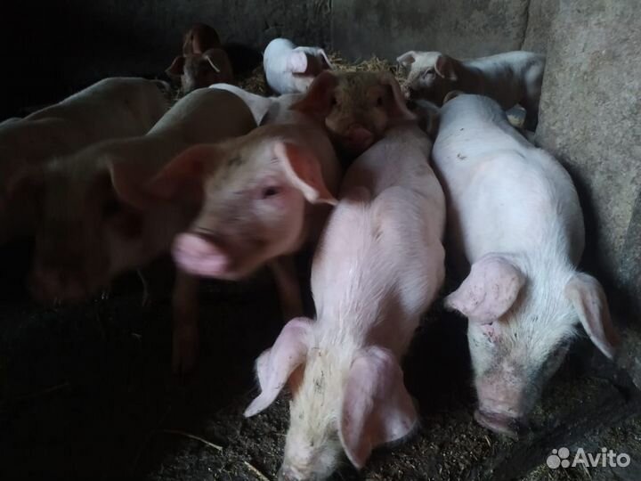 Продажа поросят