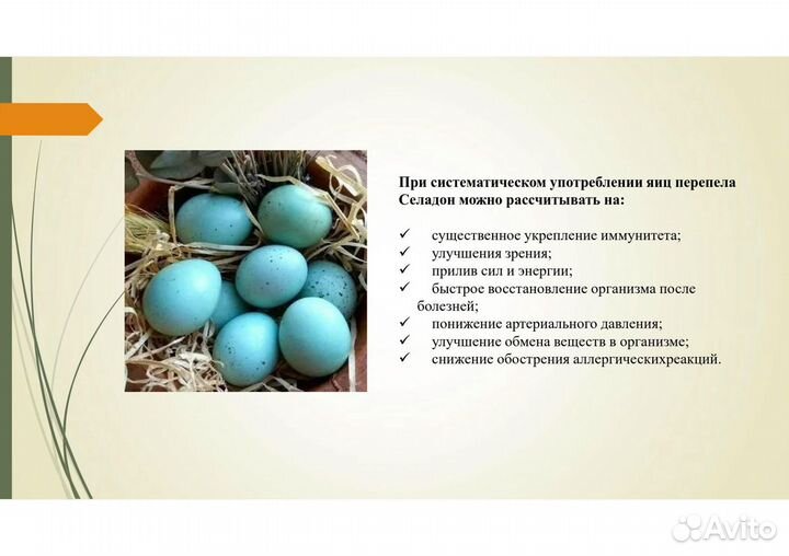 Перепелята, дети перепелок, инкубационные яйца