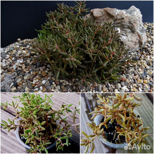 Суккуленты. Крассулы