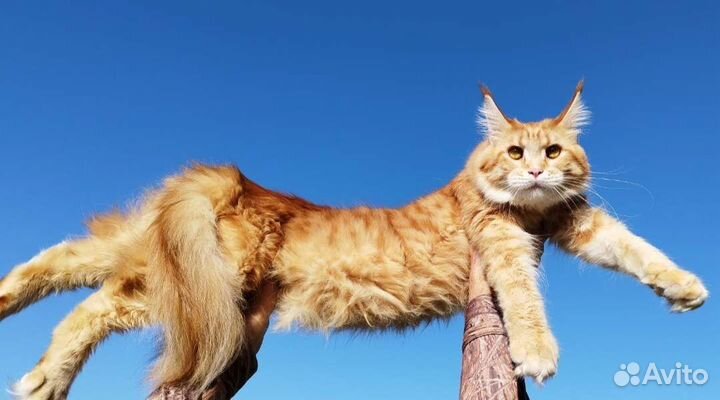 Котёнок Мейн-кун