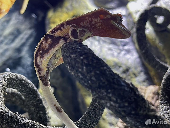 Реснитчатый бананоед геккон lily white самка