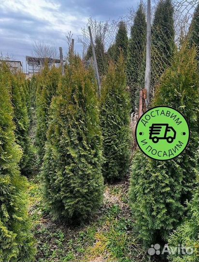 Туя Смарагд