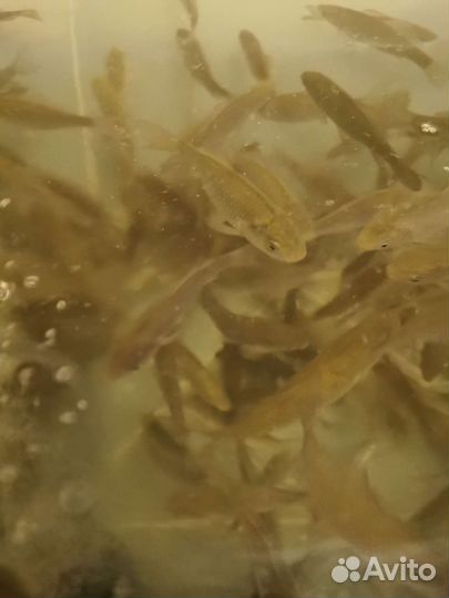 Живец карась