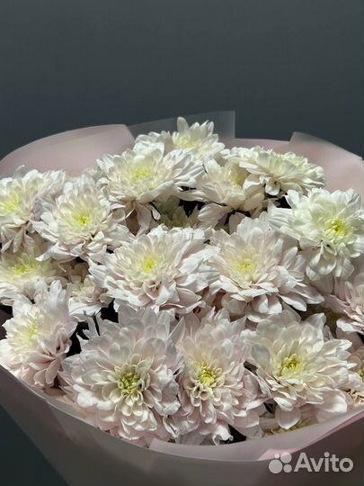 Хризантемы. Букет из хризантемы