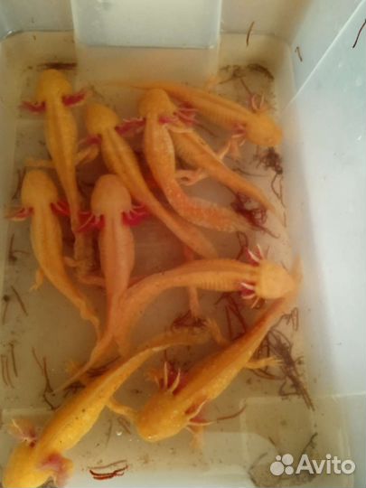 Аксолотли золотые.Аквариум под них. Черные,белые