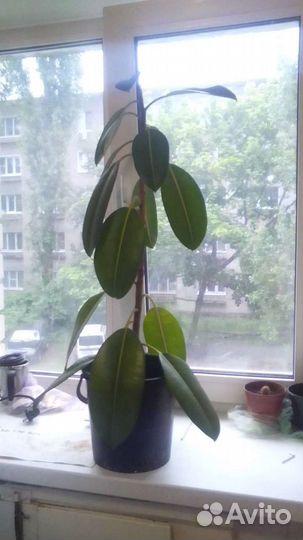 Алоэ вера,столетник,фикус каучуконосный