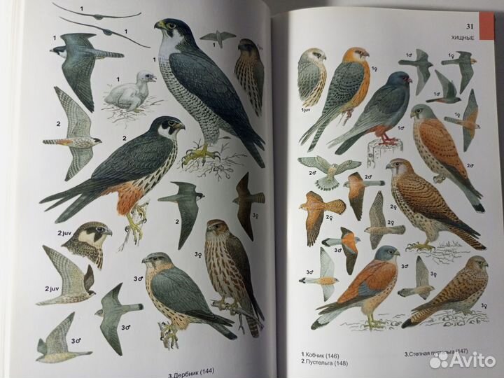 Рябицев Птицы Урала, Приуралья и Западной Сибири