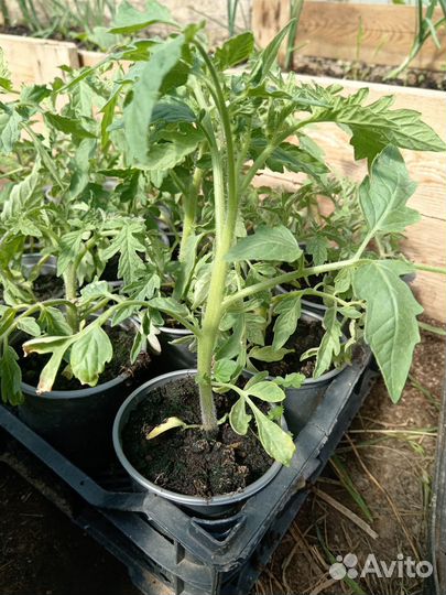 Рассада помидор