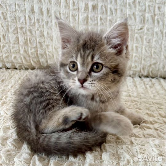 Котёнок Гиацинт в добрые руки