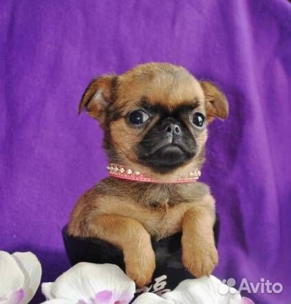 Брабансончики