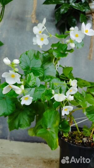 Филодендрон Лировидный